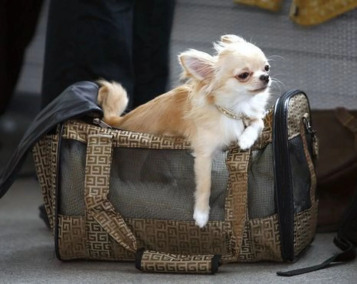 Tugev tuulpuhus chihuahua minema