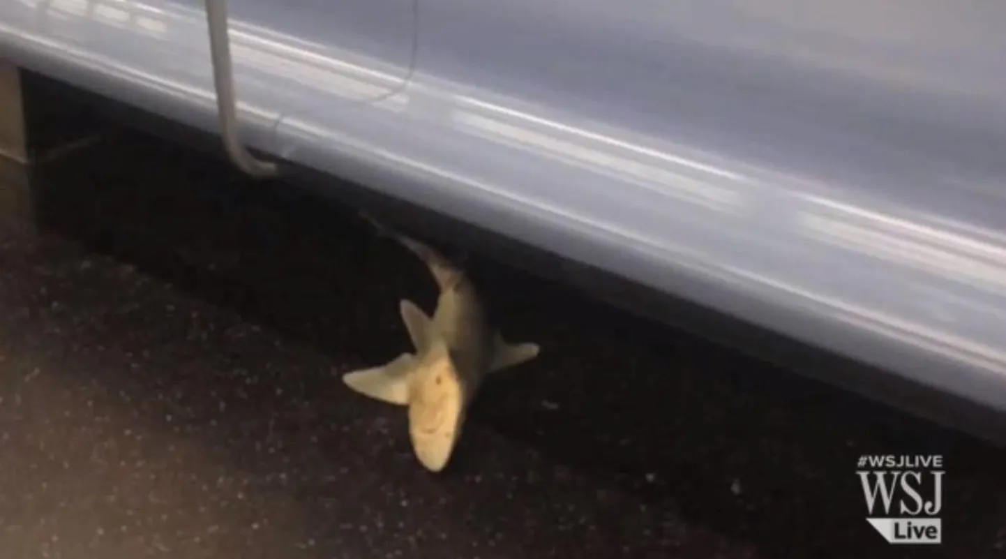 New Yorgi metroos reisis surnud hai