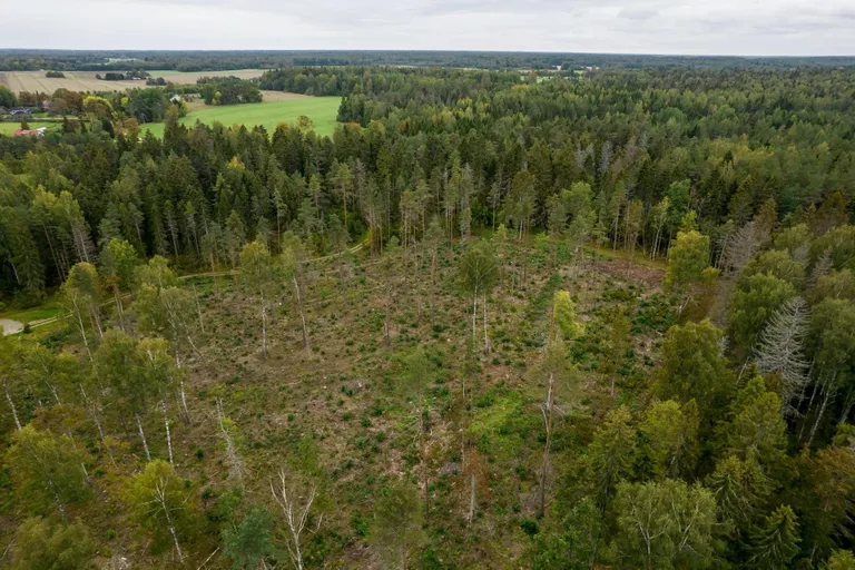 2021. aastal tehtud raie Harjumaal Nabala-Tuhala kaitsealal Tuhala piiranguvööndis asuvas Natura 2000 metsaelupaigas.
