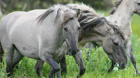 Vilsandil hakkavad niite puhtaks sööma hobused