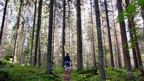 V Latviji se je več ljudi izgubilo v gozdu, reševalci pomagali trem najti pot