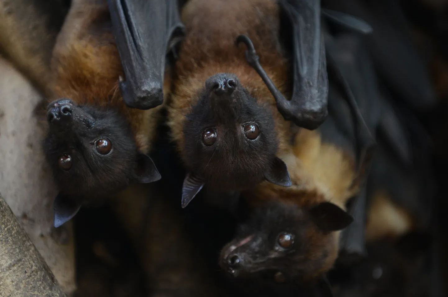 Nipah's viirust kannavad n-ö puuviljanahkhiired.