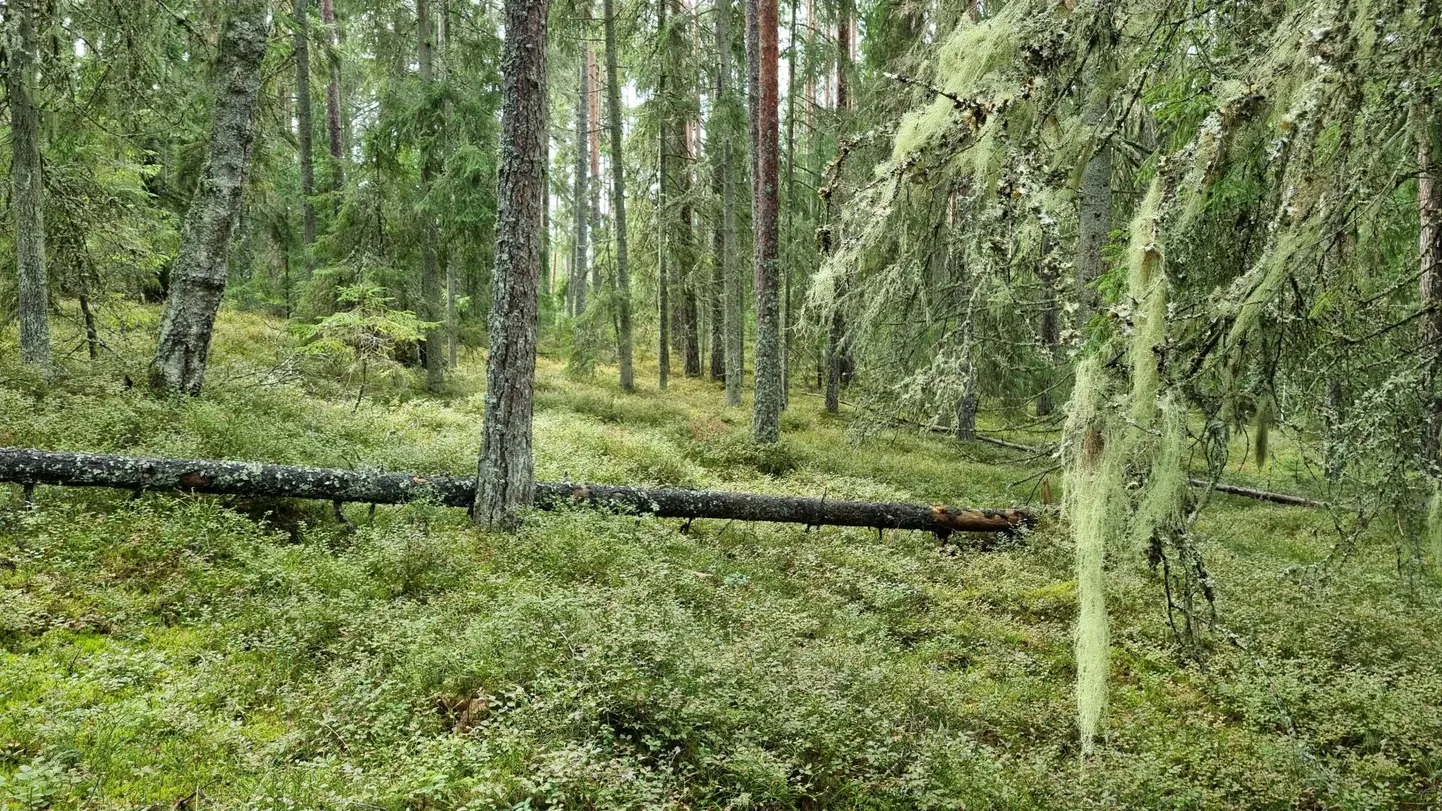 Loodusesõpradel jagub tegemisi Oandu metsades.