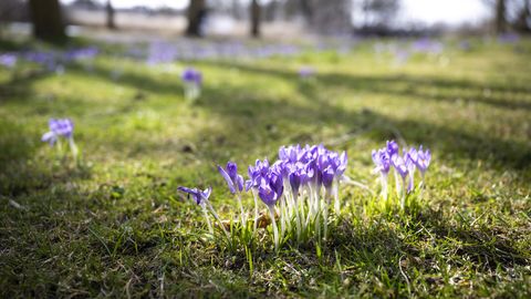 Trešdiena būs saulaina un vējaina