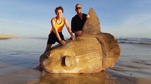 Фото: на австралийский пляж выкинуло рыбу размером с человека