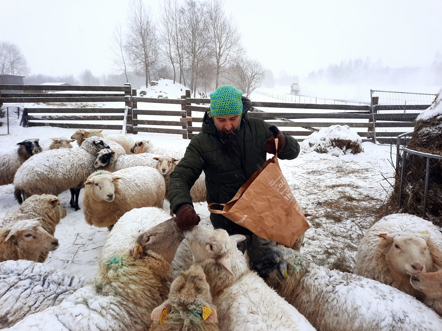 Savi talu peremees annab rahva toodud ja oma funktsiooni täitnud jõulukuused harjumuspäraselt lammastele hekseldamiseks. Fotol kostitab ta neljajalgseid kuivanud leivaga. 