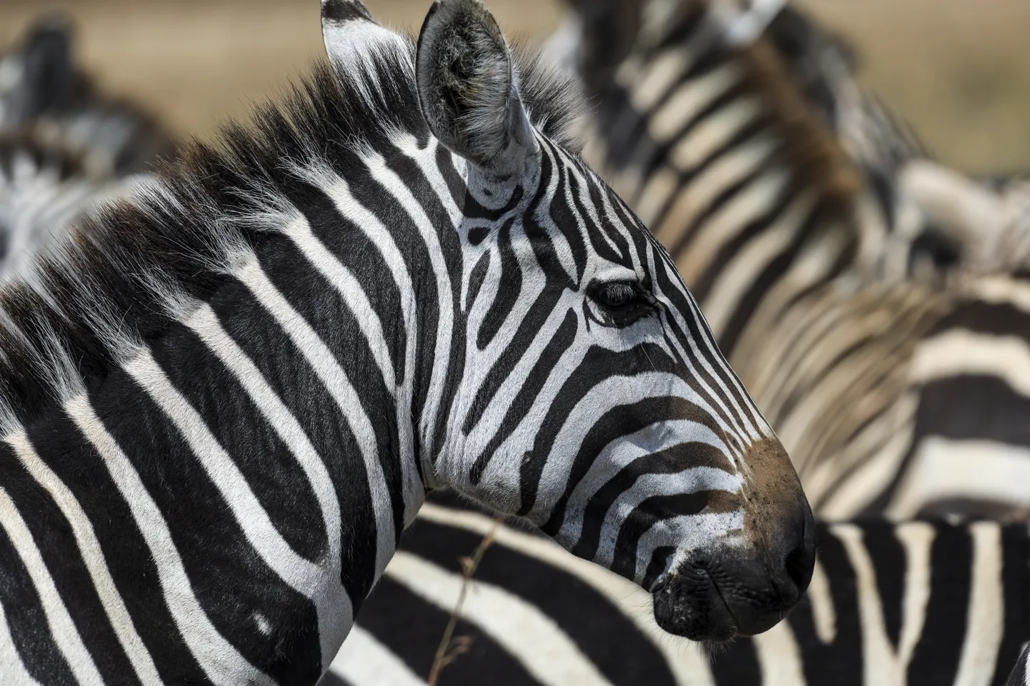 Sebrad Keenias Nairobi rahvuspargis Nanglomoni tammi juures vett joomas. Foto on tehtud 10. augustil 2021