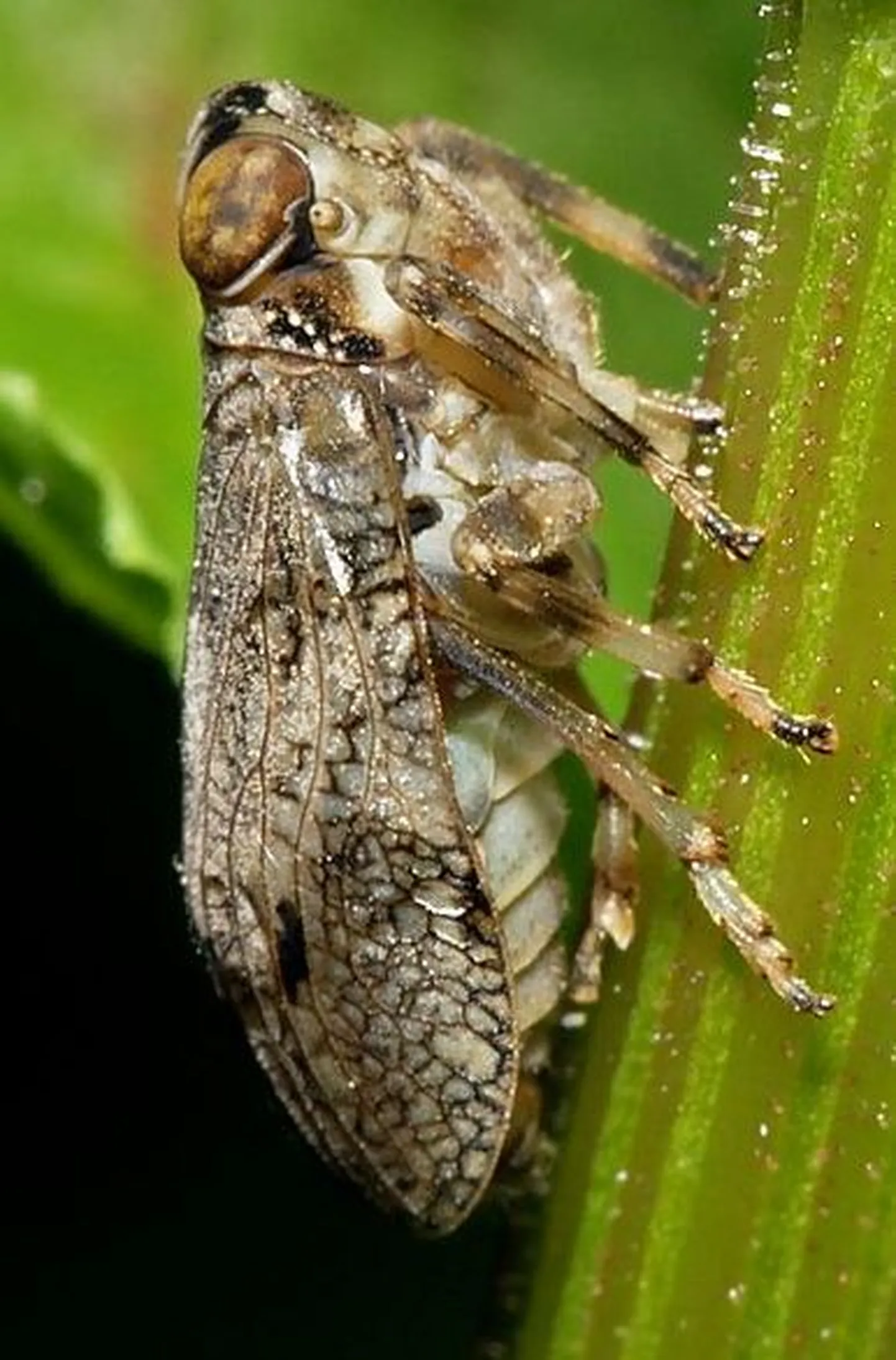 Issus coleoptratus