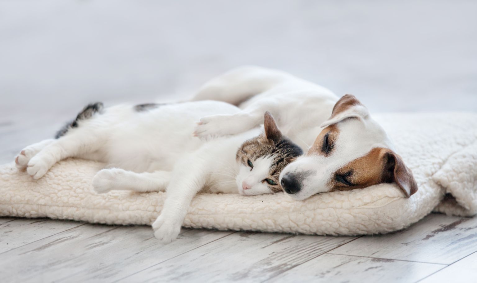 Ühe katuse all elades võivad kassid ja koerad omavahel suurteks sõpradeks saada.