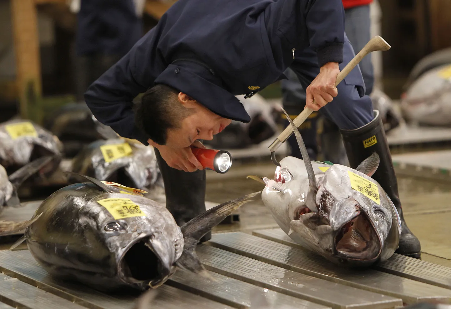 Ostja Tokyo Tsukiji turul uurimas tuunikala.