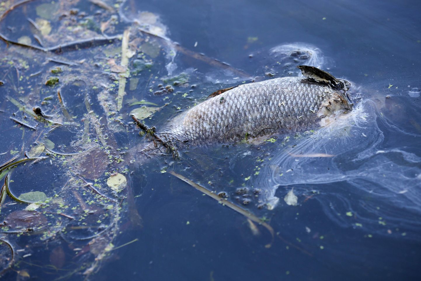 Мертвая рыба в реке Альстер, Гамбург, Германия, умершая от недостатка кислорода в воде.