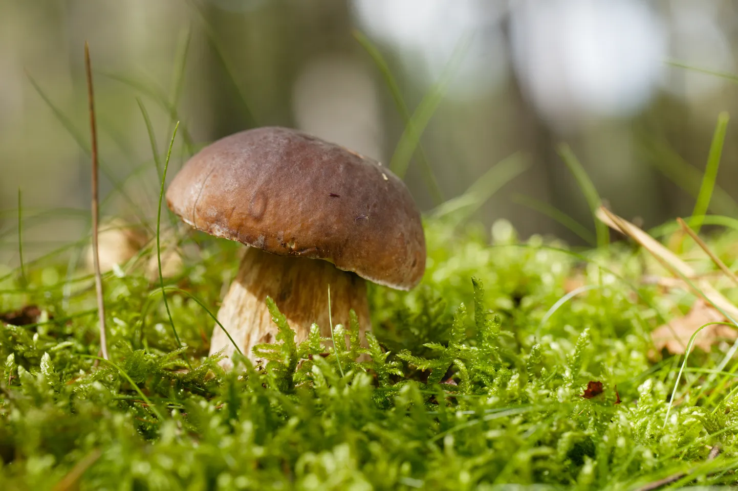 Raksta foto
