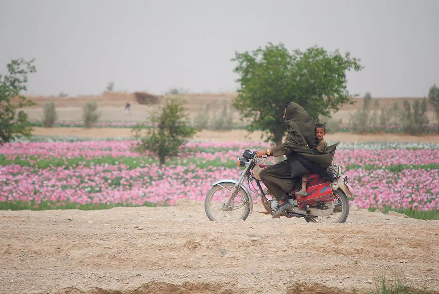 Palju me ka ei ponnistaks, afgaanide igapäevaelu kulgeb ikkagi oma, tihtilugu roosatavate moonipõldude vahel looklevat rada mööda.