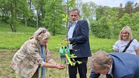 Juubeliaasta puhul istutati orgu tammepuu