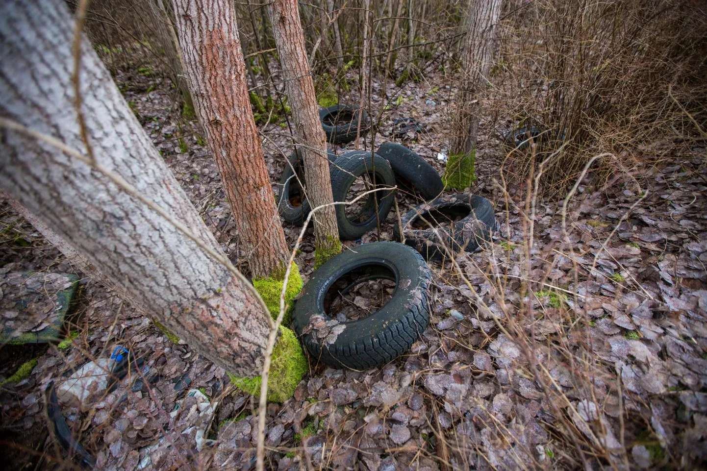Vanarehvidega õigesti toimetanute südametunnistust selline pilt unetutel öödel ei rõhu.