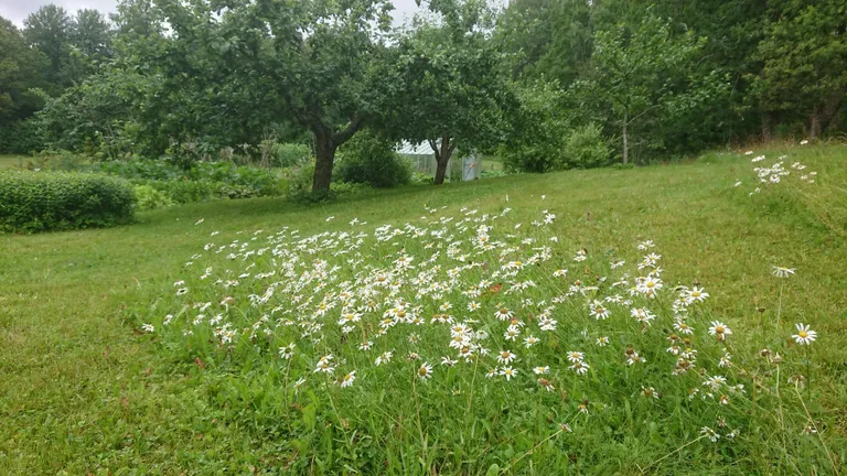 Lillemuruga on vaeva vähem kui kolmesentimeetrise muru pidamisega.