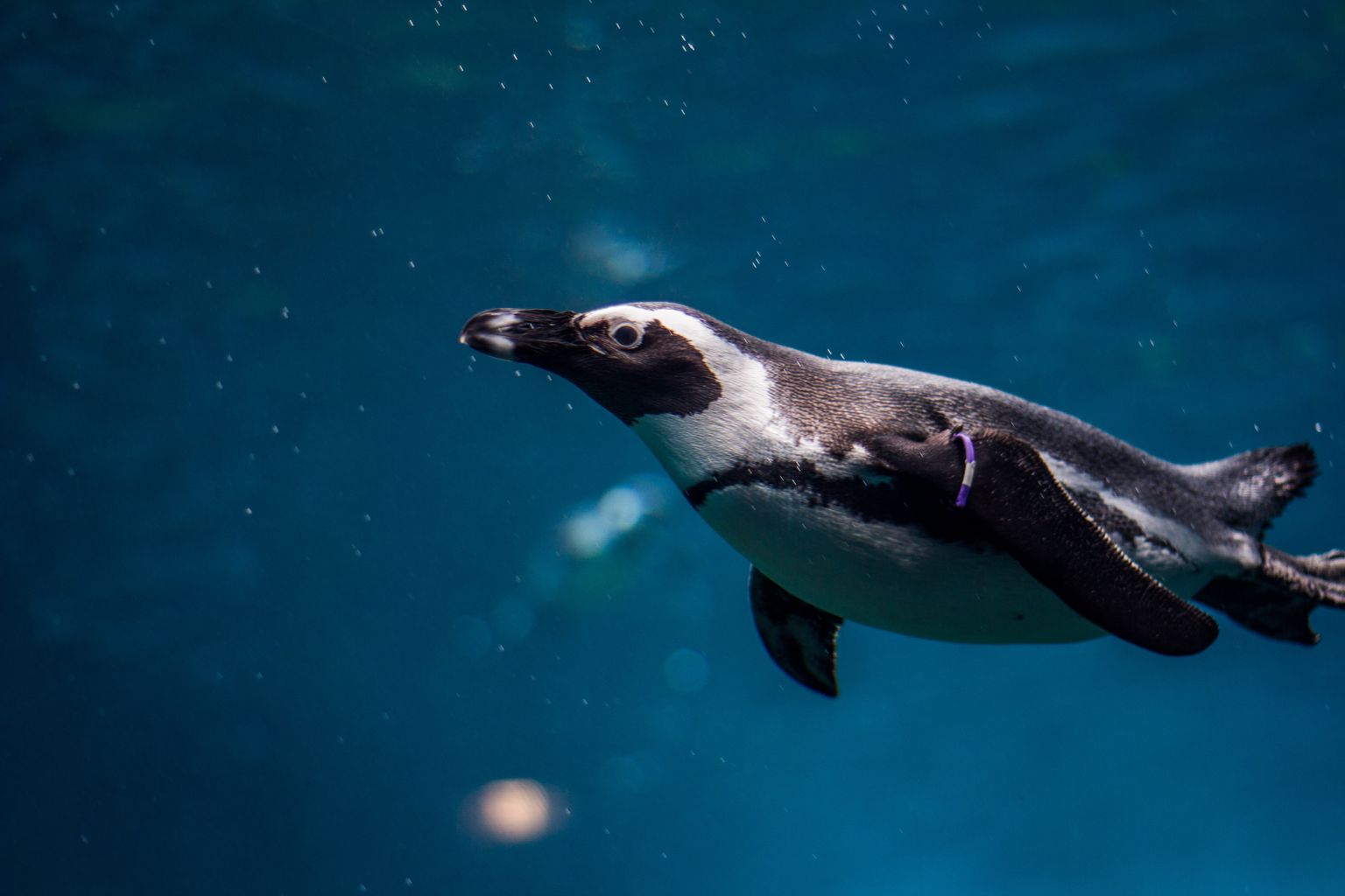 Pingvīns zem ūdens.