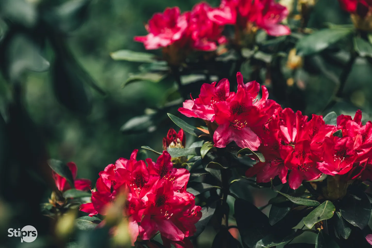 LVM Kalsnavas arborētumā jūnija vidū zied rododendri