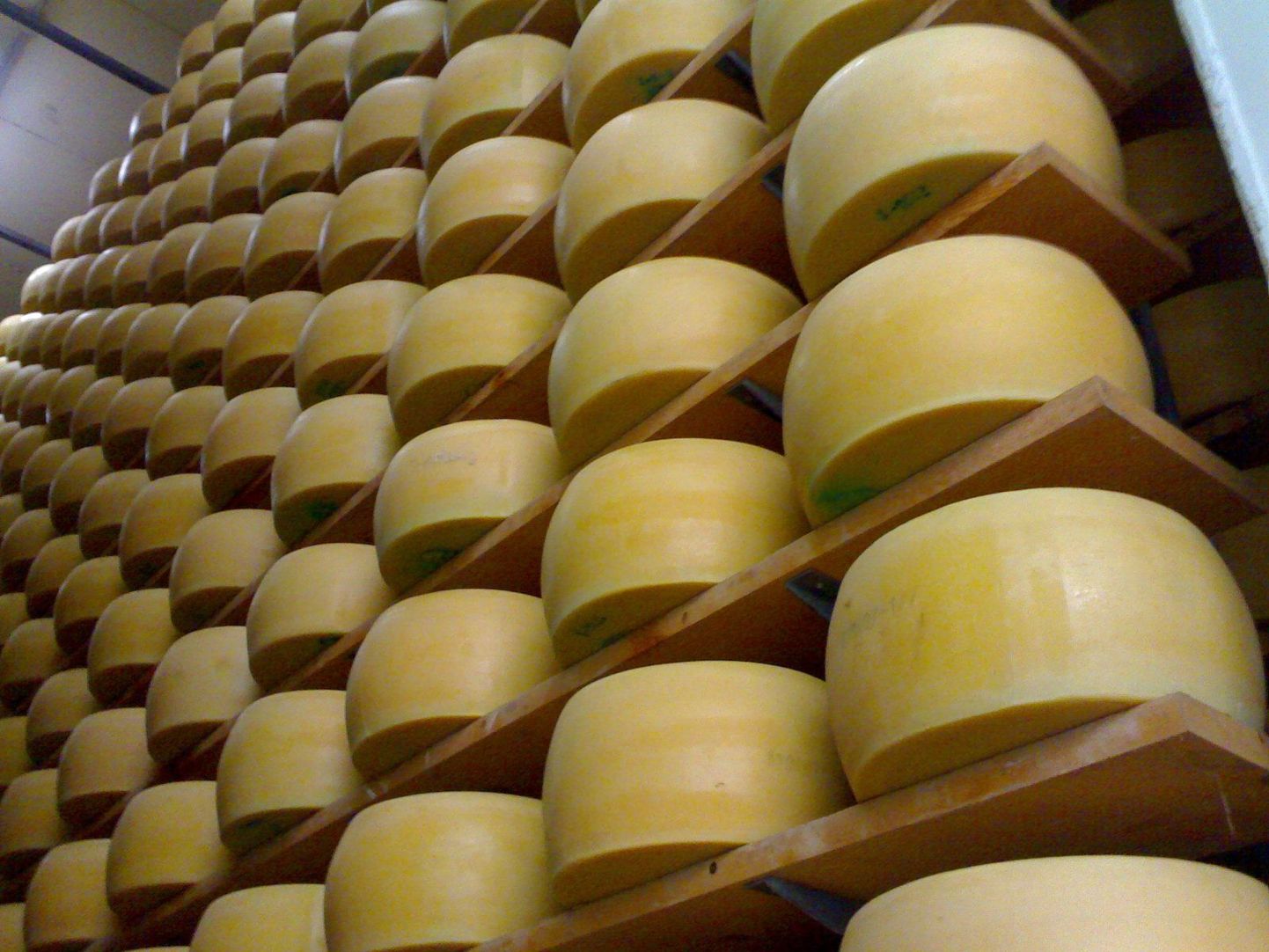 Forte juustud oma uues küpsemiskodus Itaalias, Parma linnas.