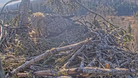 Jūras ērgļu ligzdā Durbē naktī izšķīlies pirmais ērglēns