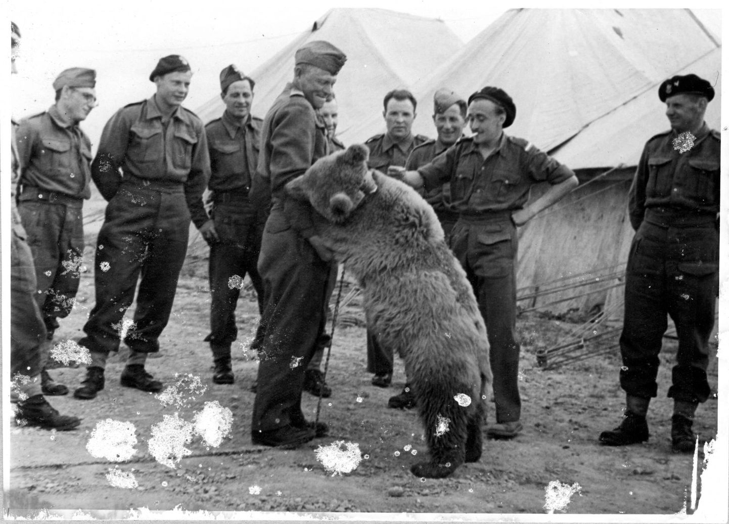 Kaprali auastmes karu Wojtek koos teenistuskaaslastega Poola 22. suurtükiväe varustuskompaniist 1943. aastal.