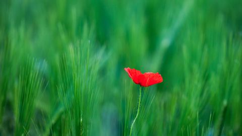 V Latviji se obeta hladnejša sreda z možnostjo dežja in neviht