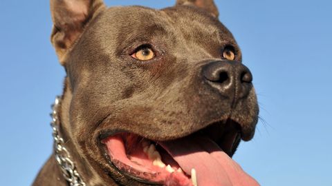 В Канзасе спасли 45 обреченных на страшную смерть собак
