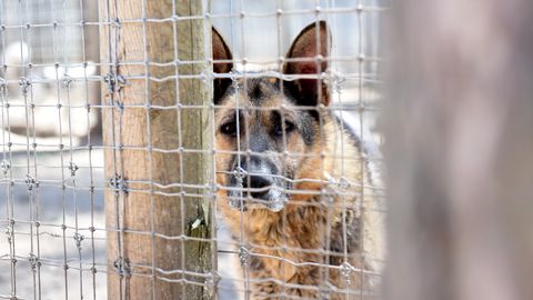 Pērn samazinājies dzīvnieku patversmēs uzņemto dzīvnieku skaits