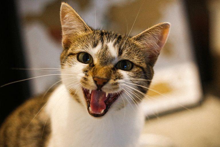 Кот кричит на человека. Фото иллюстративное
