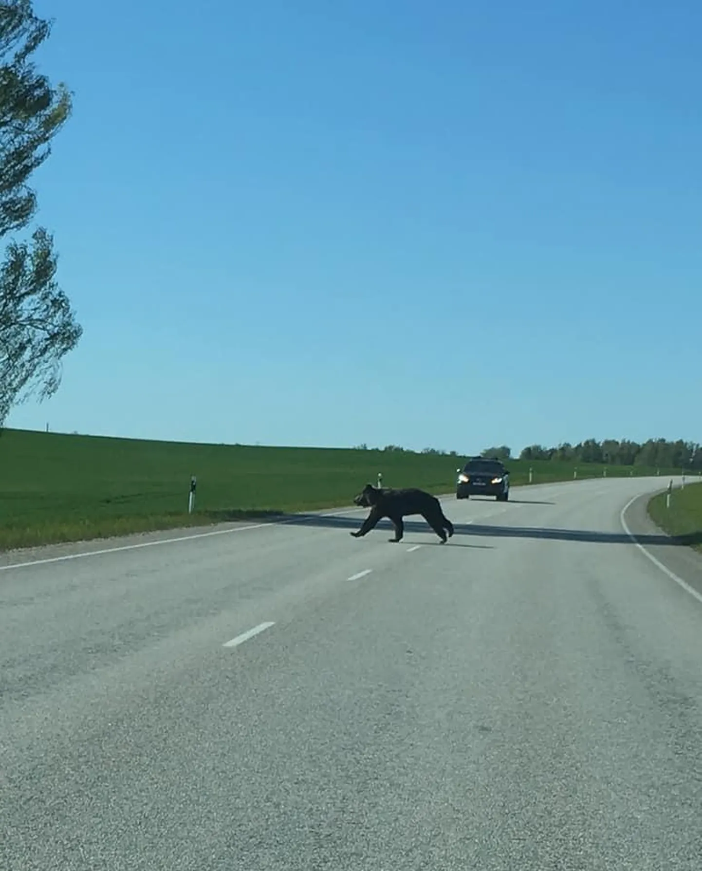 Karumõmm jooksis üle autotee.