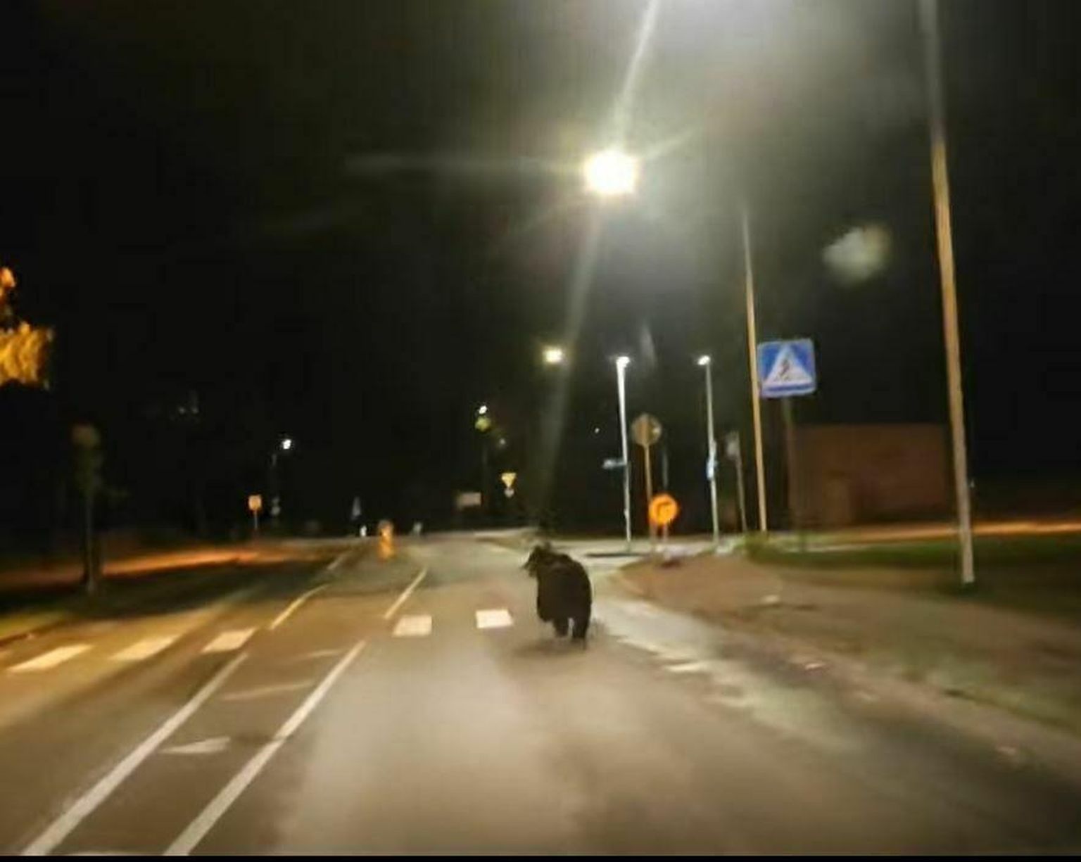 18. septembri varahommikul jäi karu kaamera ette Aardla tänaval auto ees joostes.