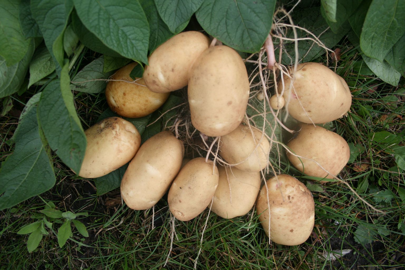 Värske kartul.