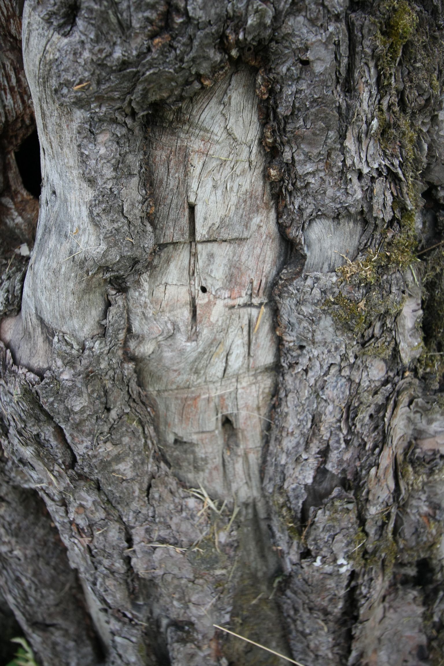 Palju on aastate jooksul puusse riste lõigatud, ei tea keegi.