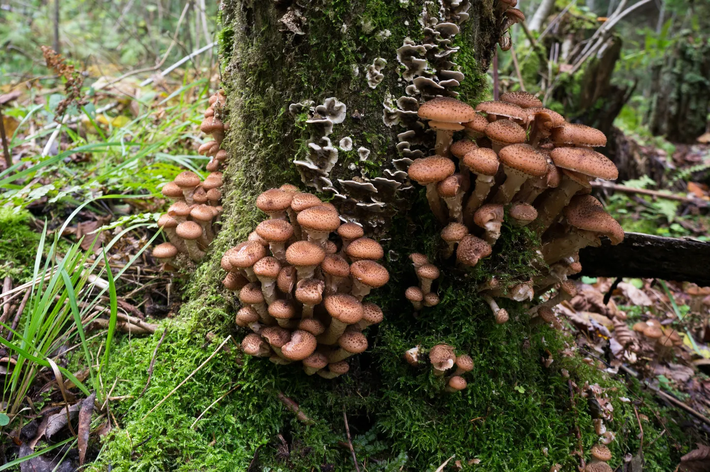 Tõmmu külmaseen (Armillaria solidipes)