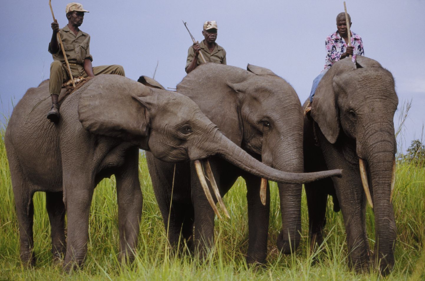 Kodustatud elevandid Garamba rahvuspargis