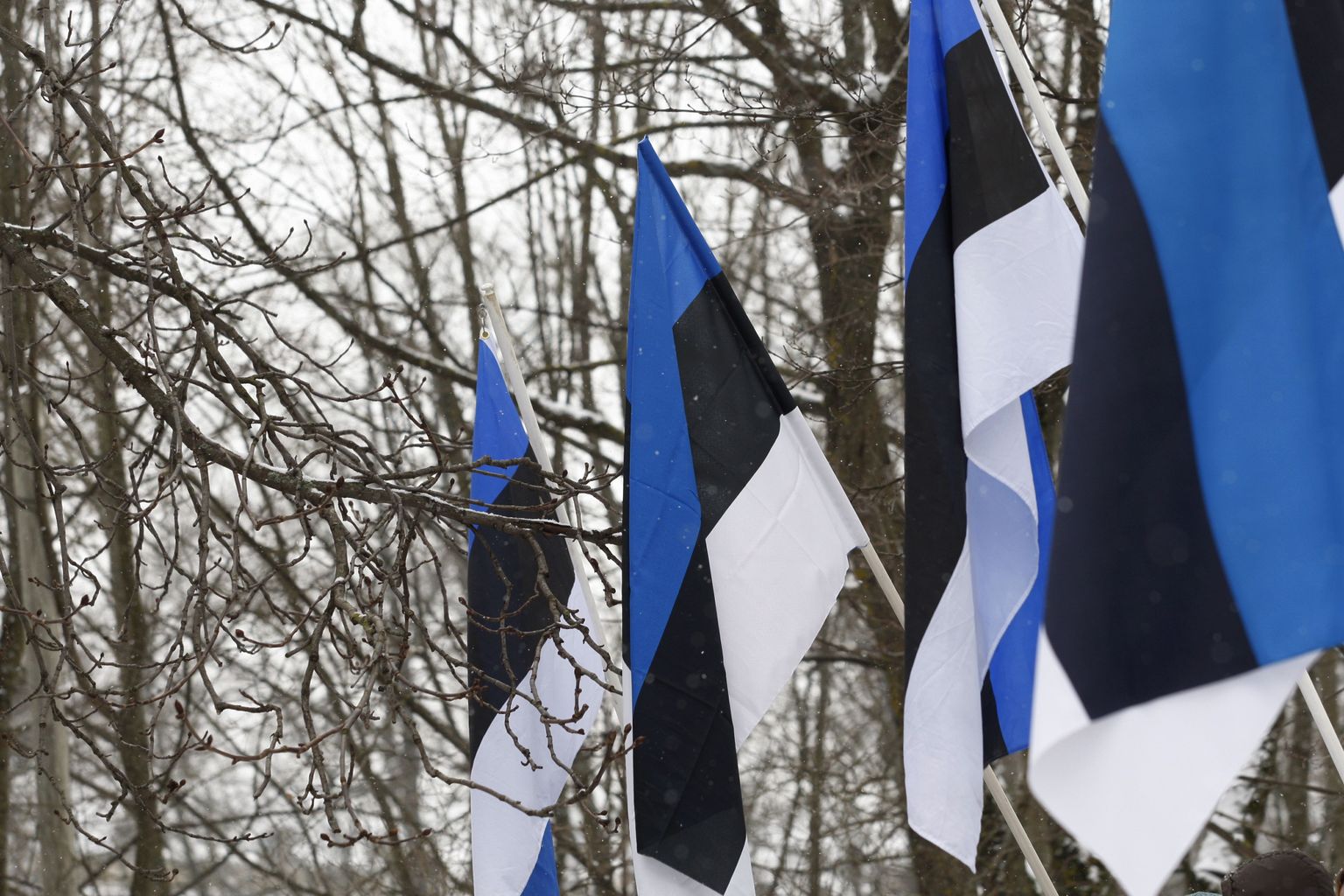 Eesti lipud.
