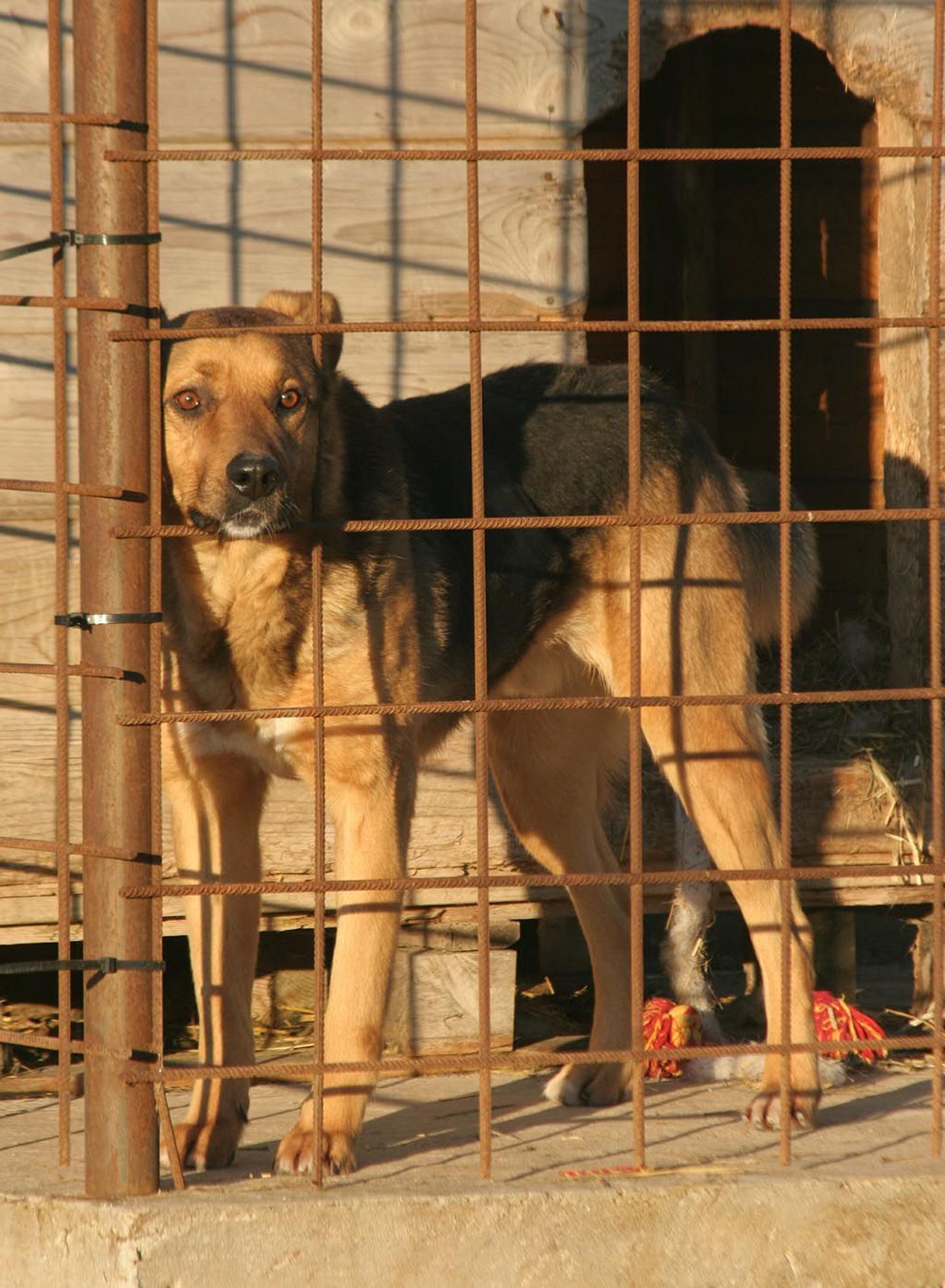 Pärnu loomade varjupaik pakub peavarju 35 koerale ja kümnele kassile.