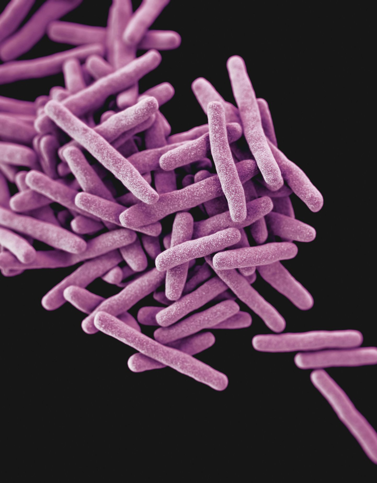 Mycobacterium tuberculosis bakter 3D-kujutisena.