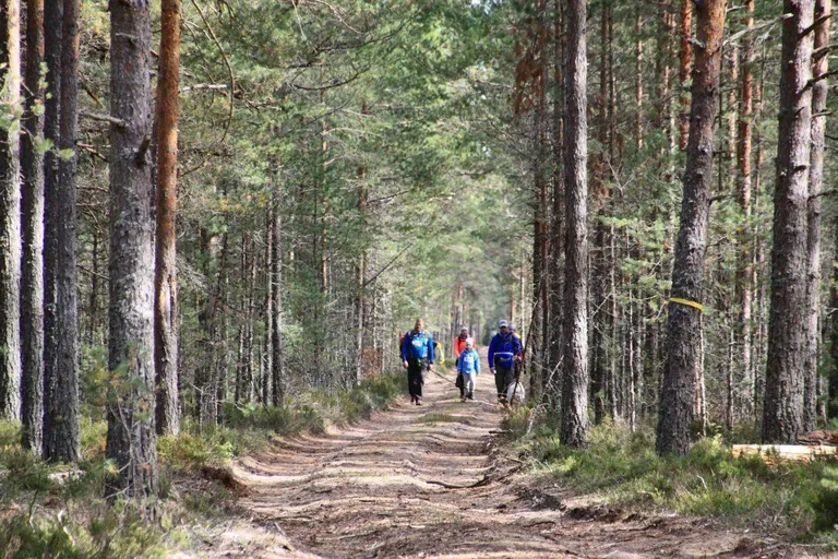 Vana männik väheviljakal maal on üks mõnusamaid metsi, samas on sellise metsa puit väga väärtuslik tooraine. Pildil matkarada Põhja-Järvamaal.