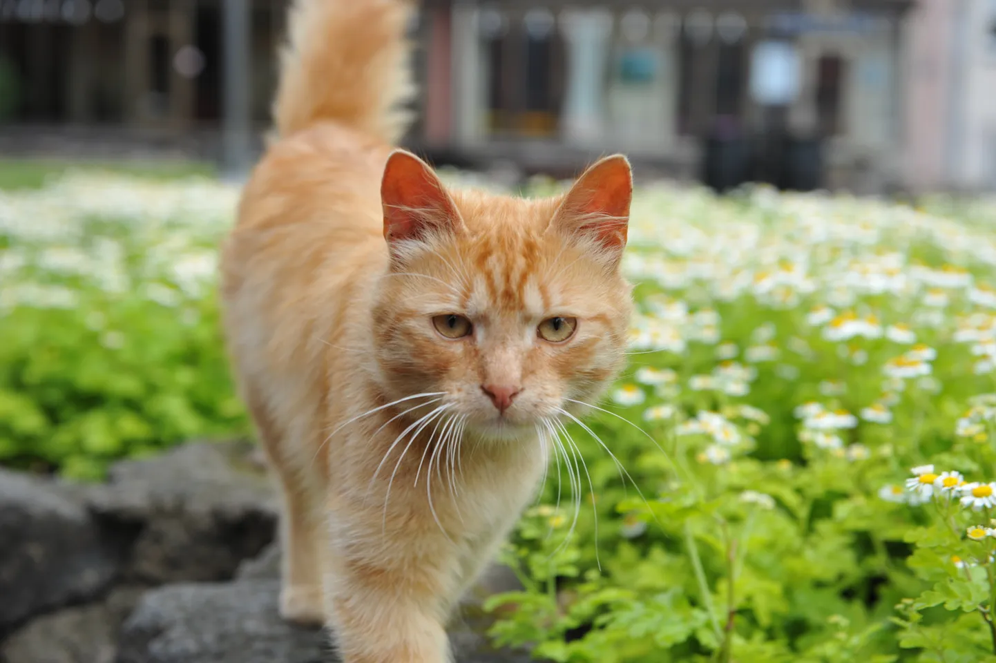 Кот