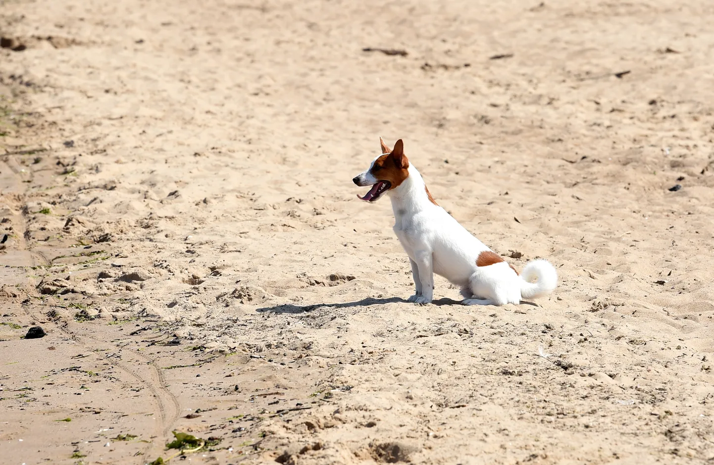 Собака на пляже в Вецаки