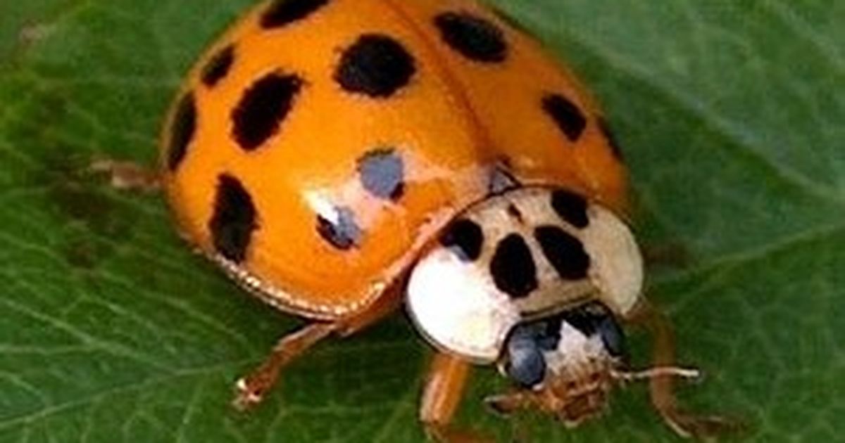 Asian lady beetle facts