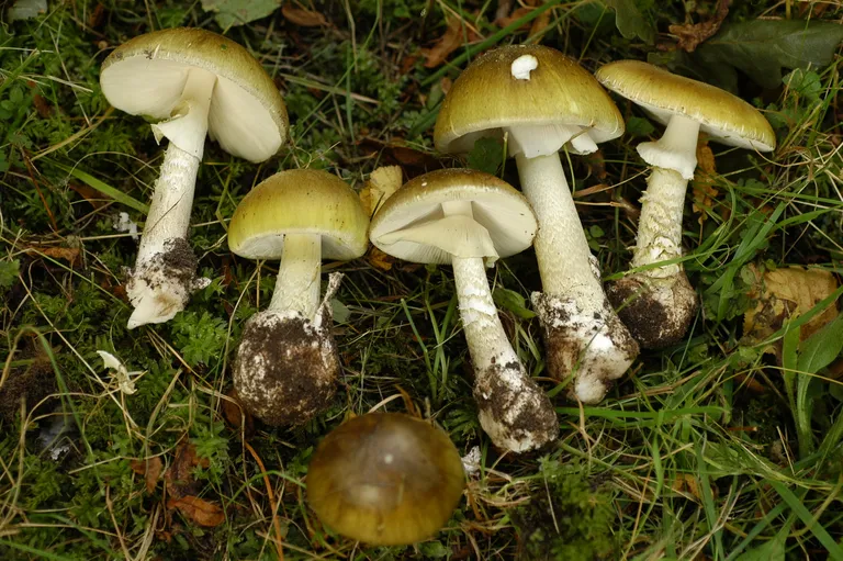 Бледная поганка.