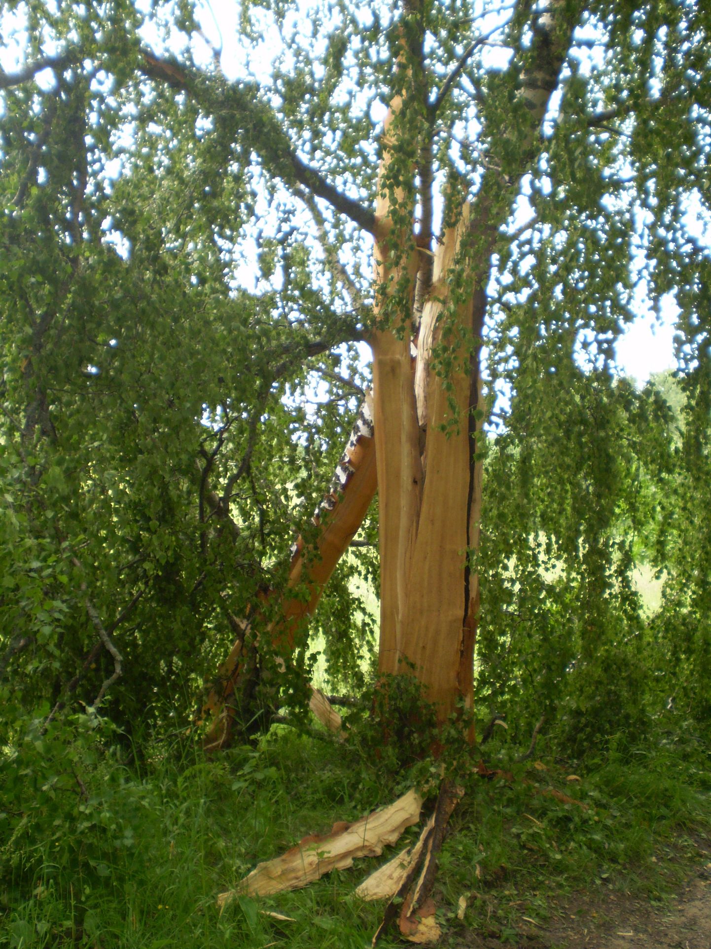 Võrumaal Kolepi külas lõhkus äike kasepuu juppideks nii, et pilpaid leidus veel paarkümmend meetrit puust kaugemalgi.