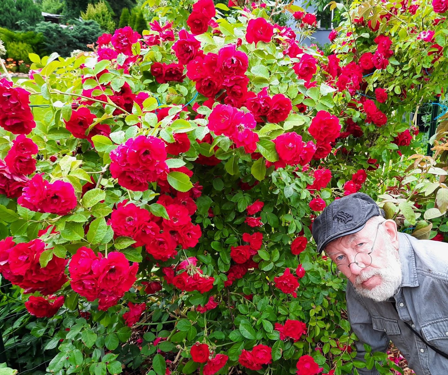 Loo autor oma aia rooside keskel.