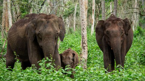 LÕPUKS OMETI ⟩ Teadlased avastavad üllatusega elevantide kõne tähendust