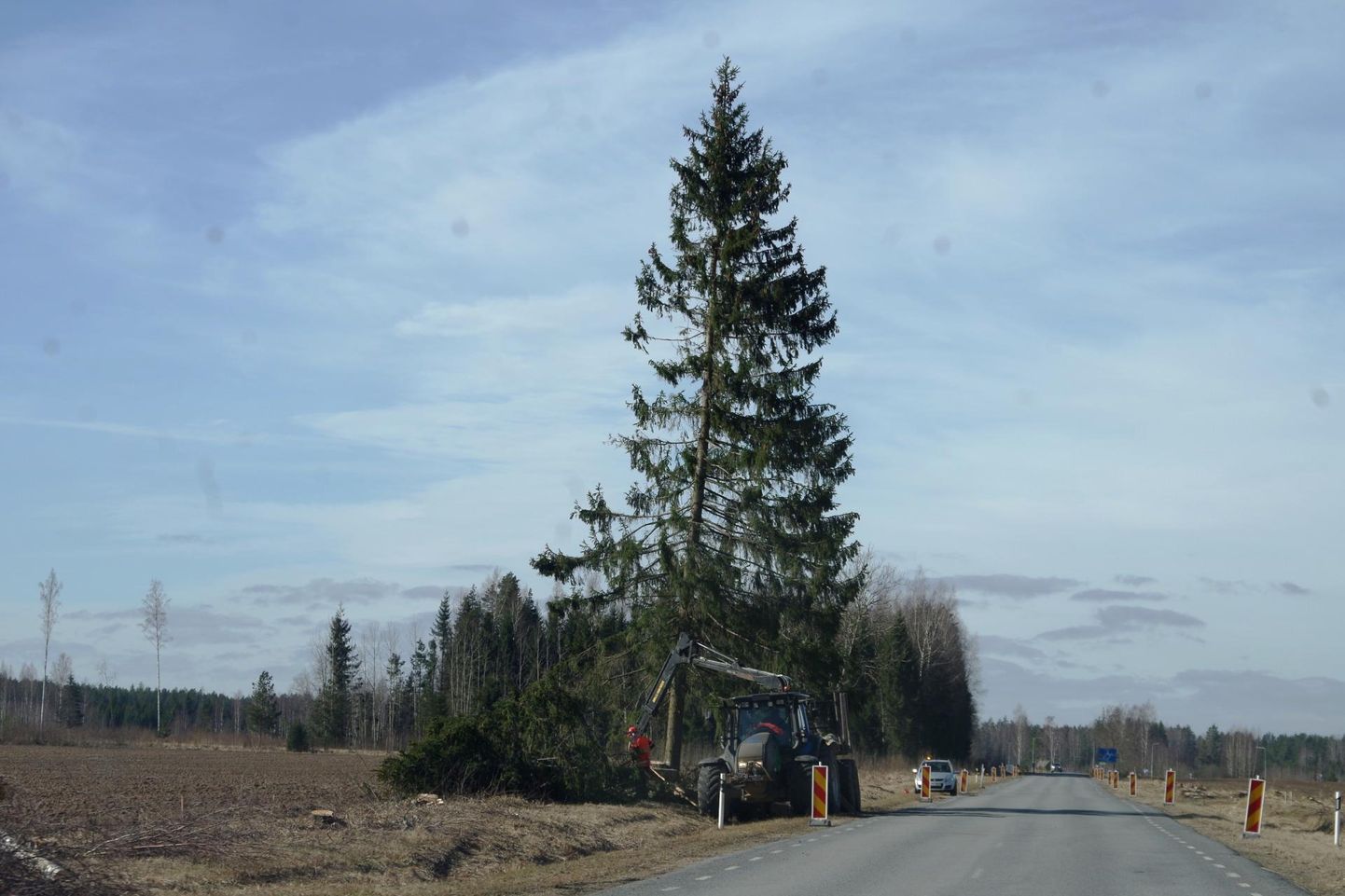 Teetööde eel võeti eile maantee servast puid maha. 
