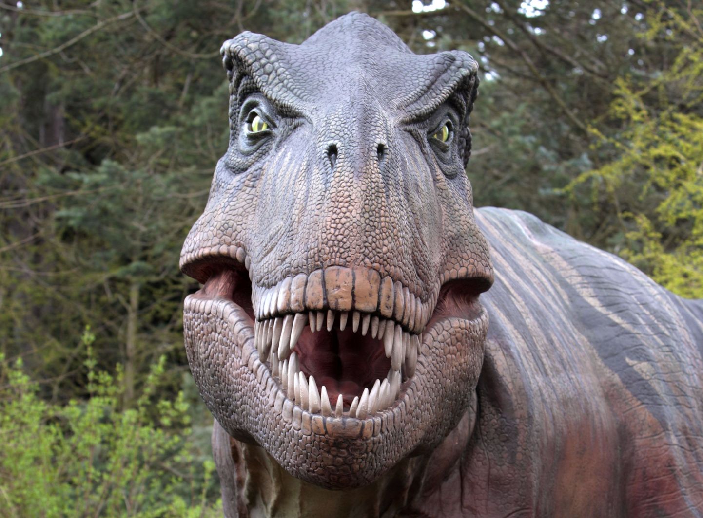 Tyrannosaurus rex.