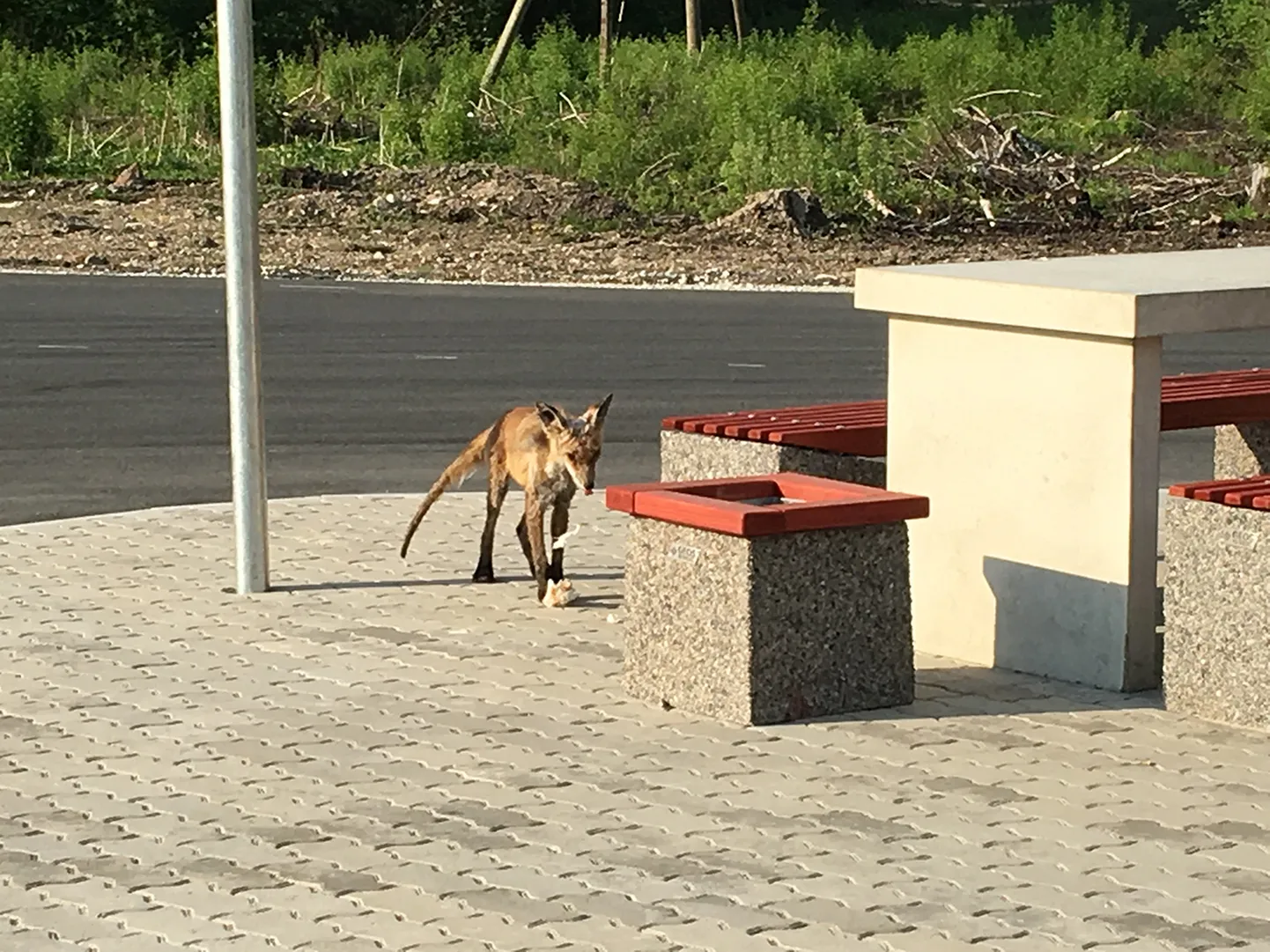 Artikli foto