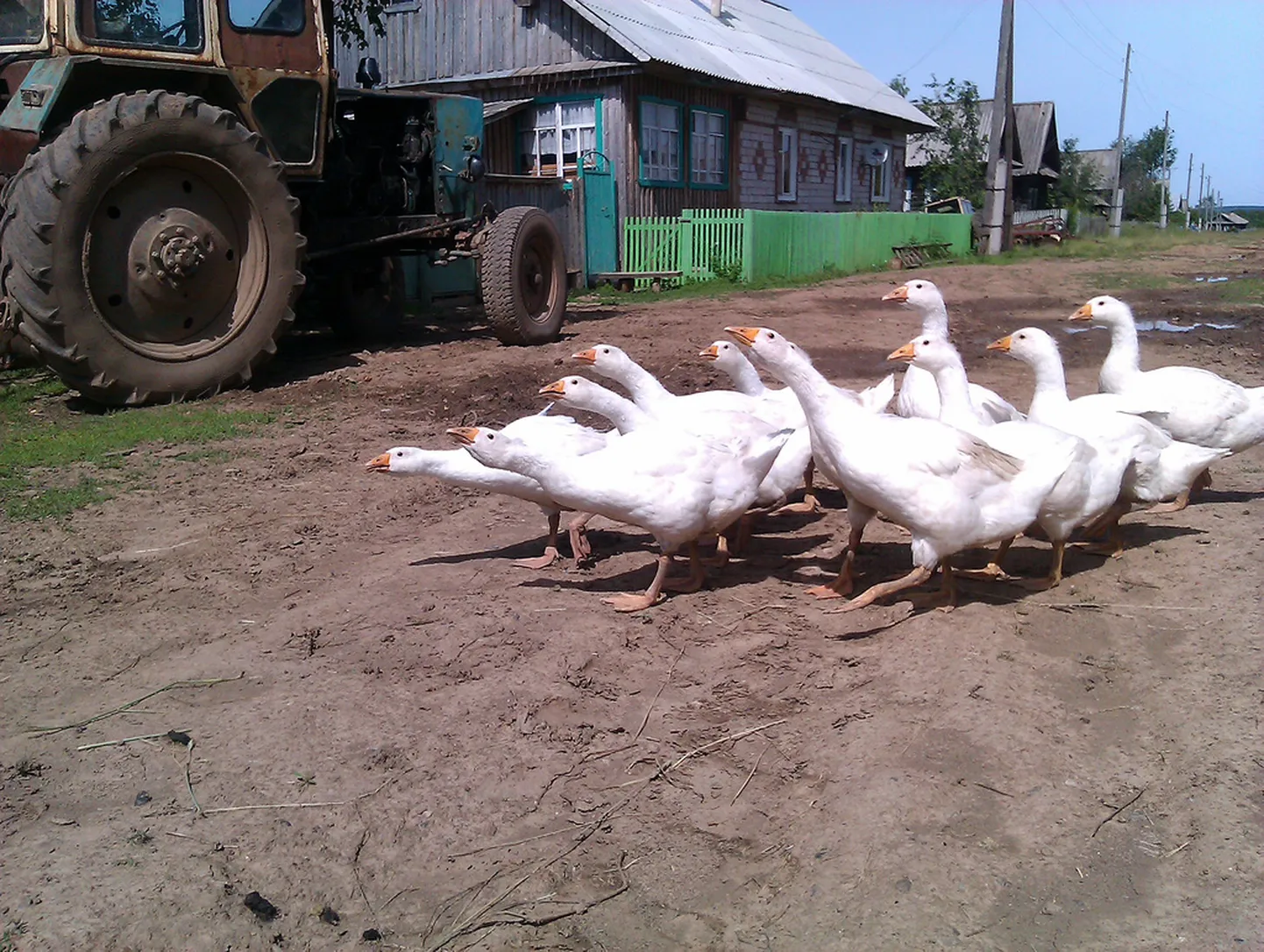 Udmurdimaa. Haned taluõuel.